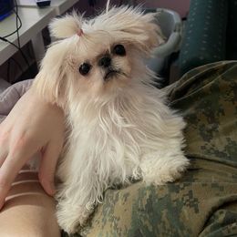 Baisy - Cream and white female Shih Tzu puppy in Oxford, Mississippi from Sugarcoat Shih Tzu