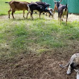 Anatolian Shepherd Dog Puppies from North Star Kinders