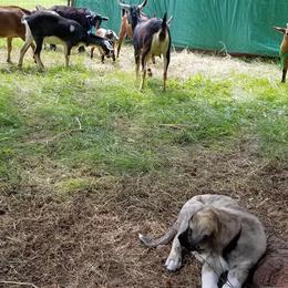 Anatolian Shepherd Dog Puppies from North Star Kinders