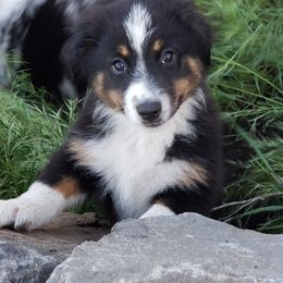 Feather - Black tri-color Australian Shepherd puppy in Nezperce, Idaho from Willow Creek Farm