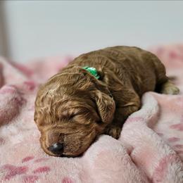 Wiggles - Apricot female Goldendoodle puppy in Harris County, Texas from Cute & Curly Doodles