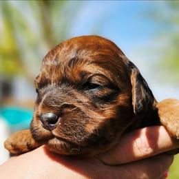 Zues - Merle male Cockapoo puppy in Indiahoma, Oklahoma from Phamily Doodles