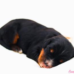 Hela - Phantom female Bernedoodle puppy in Diamond Bar, California from Furrytaildoodles