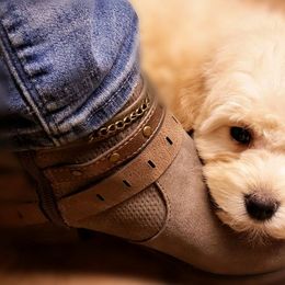 Goldendoodle Puppies from Lakeshore Doodles
