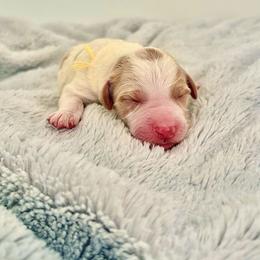 Yellow Collar - Parti male Goldendoodle puppy in Stockton, California from Port City Doodles