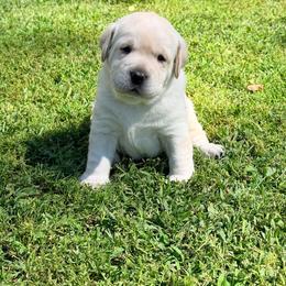 Boy 2 - Yellow male Labrador Retriever puppy in Hoosick Falls, New York from Findaway Labradors
