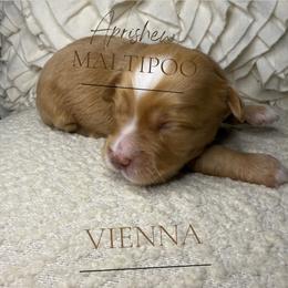 Vienna - Apricot male Maltipoo puppy in Weatherford, Texas from Aprishew Maltipoo