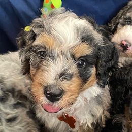 Orange - Blue merle male Bernedoodle puppy in Millsap, Texas from Gaston’s Posh Poodles and Doodles