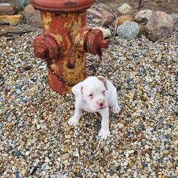Boxer Puppies from Tanya Klopfenstein