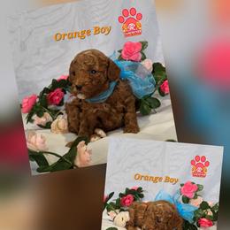 Orange - Red male Labradoodle puppy in Vancouver, Washington from Vancouver Doodles Buddies