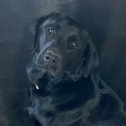Baby - Labrador Retriever