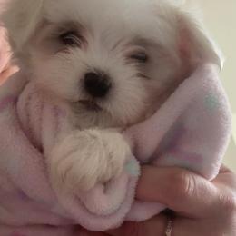 Maltese Puppies from Maltese  puppies DFW