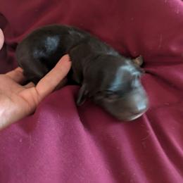 3 black and cream brindle - Brindle male Dachshund puppy in Central Point, Oregon from MRS Long Dog Ranch