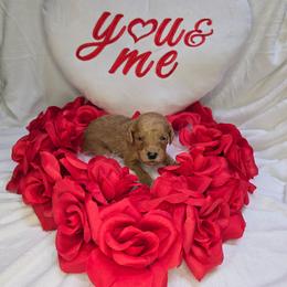 Junie - Red  female Goldendoodle puppy in Georgetown, Tennessee from Georgetown Designer & Purebred Puppies