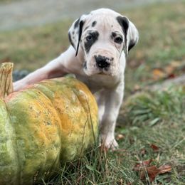 Boy 2 - Great Dane puppy from City Slickers Danes