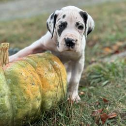 Boy 2 - Great Dane puppy from City Slickers Danes