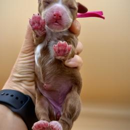 Hot Pink - Red female Australian Labradoodle puppy in Antelope, California from Adorable Labradoodle