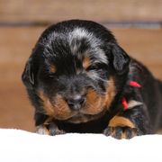 Aurelie - Harlequin Beauceron puppy in Rockwall, Texas from Elitehaus