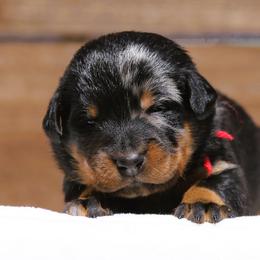 Aurelie - Harlequin Beauceron puppy in Rockwall, Texas from Elitehaus