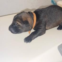 Romeo (brown collar) - Sable male German Shepherd puppy in Winterport, Maine from Vom Stevens Old Fashioned German Shepherds