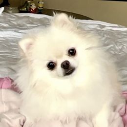 Blossom - Pomeranian