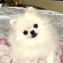 Blossom - Pomeranian