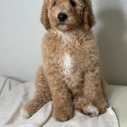 Venus. Purple collar - Cream female Goldendoodle puppy in Placentia, California from Zari Benji Doodles