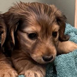 Dackelbrook Spring's Eternal Kamille (Kami) - Cream female Dachshund puppy in Bucks County, Pennsylvania from Dackelbrook Dachshunds