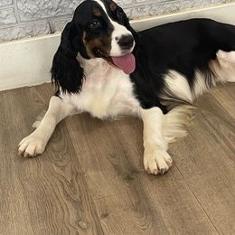 Maggie - English Springer Spaniel