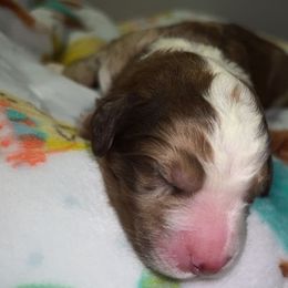 Assorted Doodle Crosses and Poodle Puppies from CC Poodles and Doodles