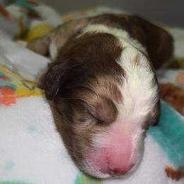 Assorted Doodle Crosses and Poodle Puppies from CC Poodles and Doodles
