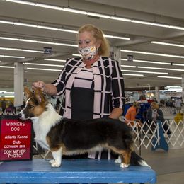 King - Cardigan Welsh Corgi