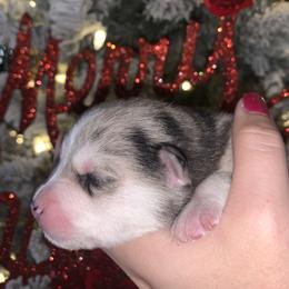 Sweetie - Merle Pomsky puppy in Mineola, Texas from East Texas Pomskies