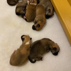 Icelandic Sheepdog Puppies from Paula Sanderson's Icelandic Sheepdogs