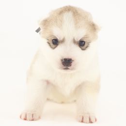 Nemo (Grey) - Delivery Available - Gray and white male Siberian Husky puppy in Tracy, California from Limitless Huskies