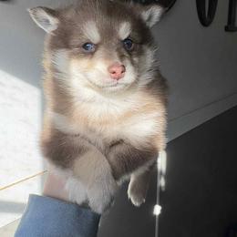 Falcon - Chocolate male Pomsky puppy in Coatesville, Pennsylvania from Peaceful Pomskys