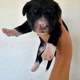 Girl 2 tri color - Tri-color female Bernedoodle puppy in Marlow, Oklahoma from Crider’s Critters