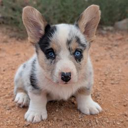AKC Cardigan Boy 'Summit - Blue merle and white male Cardigan Welsh Corgi puppy in Tombstone, Arizona from WeVolution Off-Grid
