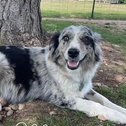 Millie - Australian Shepherd