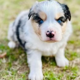 Grant - Blue merle male Miniature Australian Shepherd puppy in Luling, Texas from Little Wood Toy and Mini Aussies