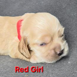 Red - Buff female Cocker Spaniel puppy in Lebanon, Missouri from Spring Hollow Cocker Spaniels