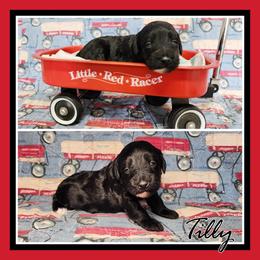 Tilly - Black female Schnoodle puppy in Lebanon, Missouri from Cedar Glades Canines