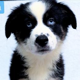 Dash - Black tri male Miniature Australian Shepherd puppy in Punta Gorda, Florida from Christie's Creekside Aussies