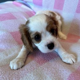 Cavalier King Charles Spaniel Puppies from Dawson’s Creek Breeding