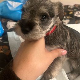 Girl 1 - Salt and pepper Miniature Schnauzer puppy in Rocklin, California from MiniSchnauzerWorld