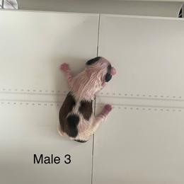Boy 3 - White male Lhasa Apso puppy in Florence, Kentucky from Ky Ritz Lhasa’s.  formerly (Karen‘a Lhasa Apsos)