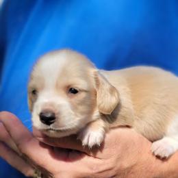 FORD - Piebald male Dachshund puppy in Fort Worth, Texas from Chadwick Farms Mini Dachshunds