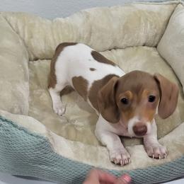 Chocolate Dapple Piebald - Dapple female Dachshund puppy in West Plains, Missouri from Spring Creek Dachshunds