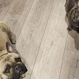 French Bulldogs from All 8 Frenchies