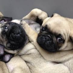 Pugs from Sunshine Pugs